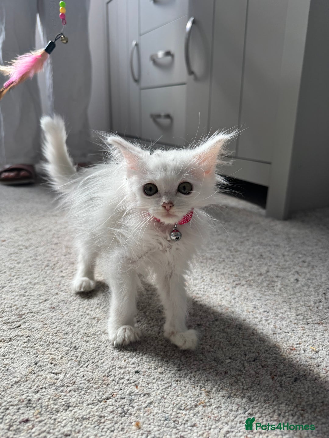 Maine Coon cats for sale: Ready Now! White Maine Coon x Ragdoll 🐱 - Image 4