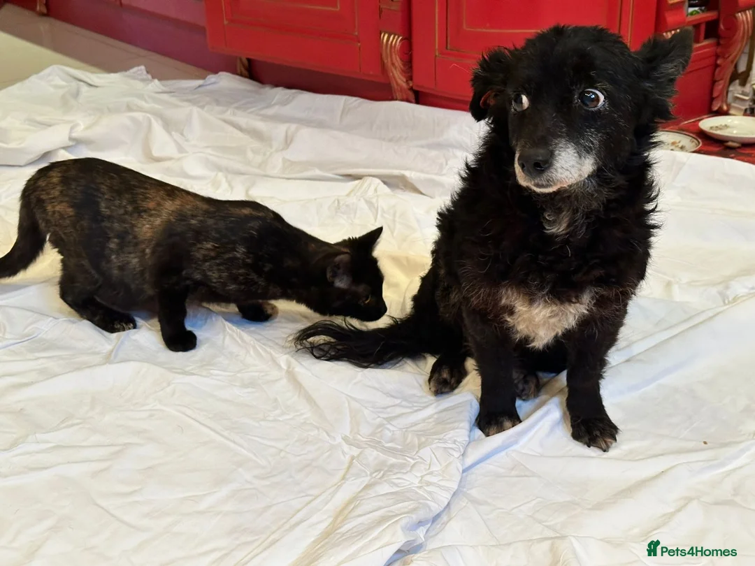 Mixed Breed dogs for adoption: ❤️🐶 FUZZY– 10 yo  gentle little soul 🐶❤️ - Advert 9