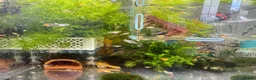 Platies fish for sale: Beautiful small Platy, Guppy Molly &Pleco-HobbyTK - Advert 19