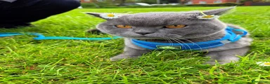 British Shorthair 1
