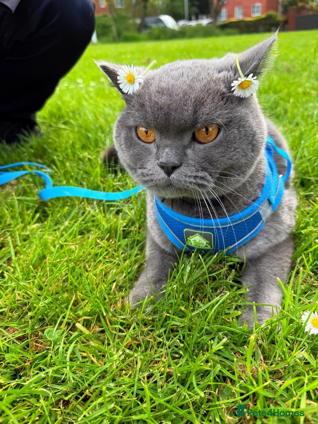 British Shorthair cats for sale: Beautiful British Shorthair Boy  in Oldbury - Advert 2