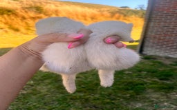 Ferret rodents for sale: Ferret Kits - Image 8