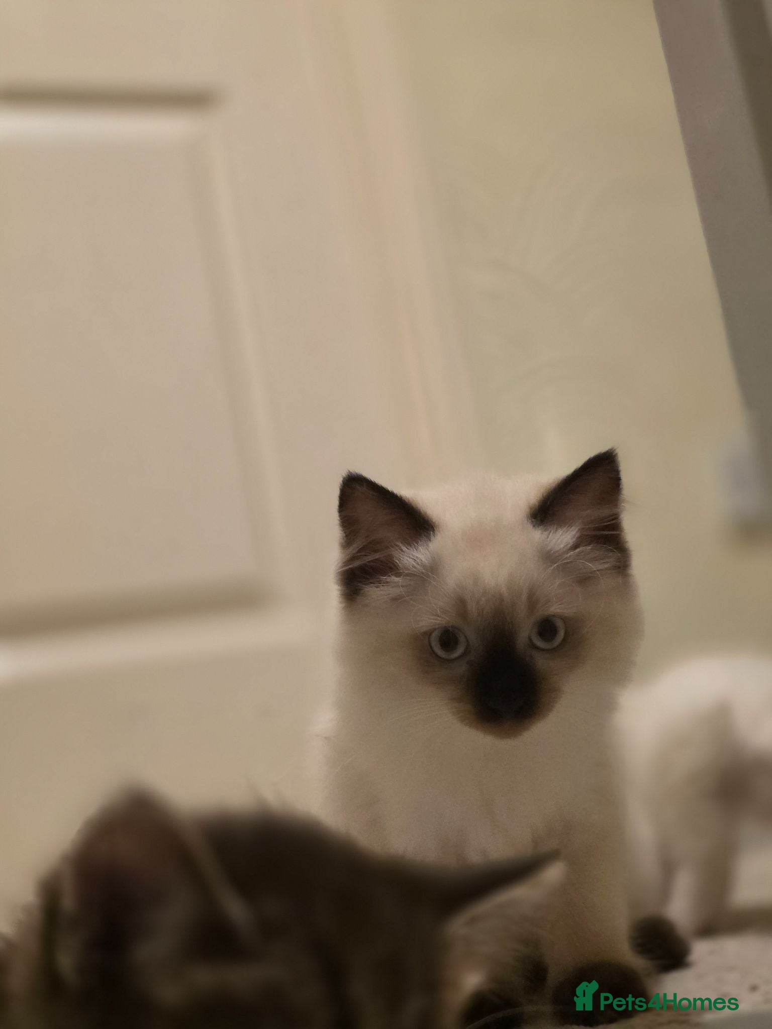 Ragdoll cats Female ragdoll kitten  - Advert 1