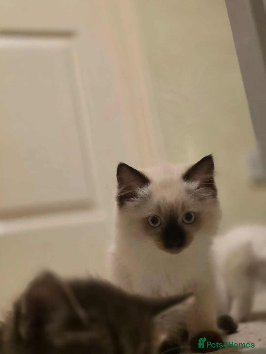 Ragdoll cats for sale: Female ragdoll kitten  - Advert 1