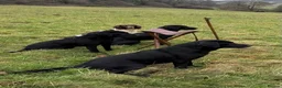 Labrador Retriever dogs for sale: GORGEOUS BLACK LABRADOR LITTER,FULLYTESTED PARENTS - Advert 11