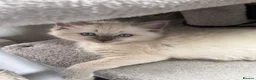 Ragdoll cats for sale: Stunning bluepoint ragdoll kittens  - Advert 29