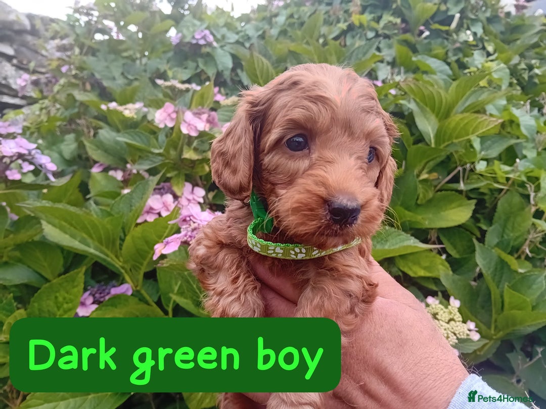 Goldendoodle dogs for sale: Stunning Miniature Goldendoodles - Image 9