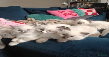 Ragdoll cats - Advert 9