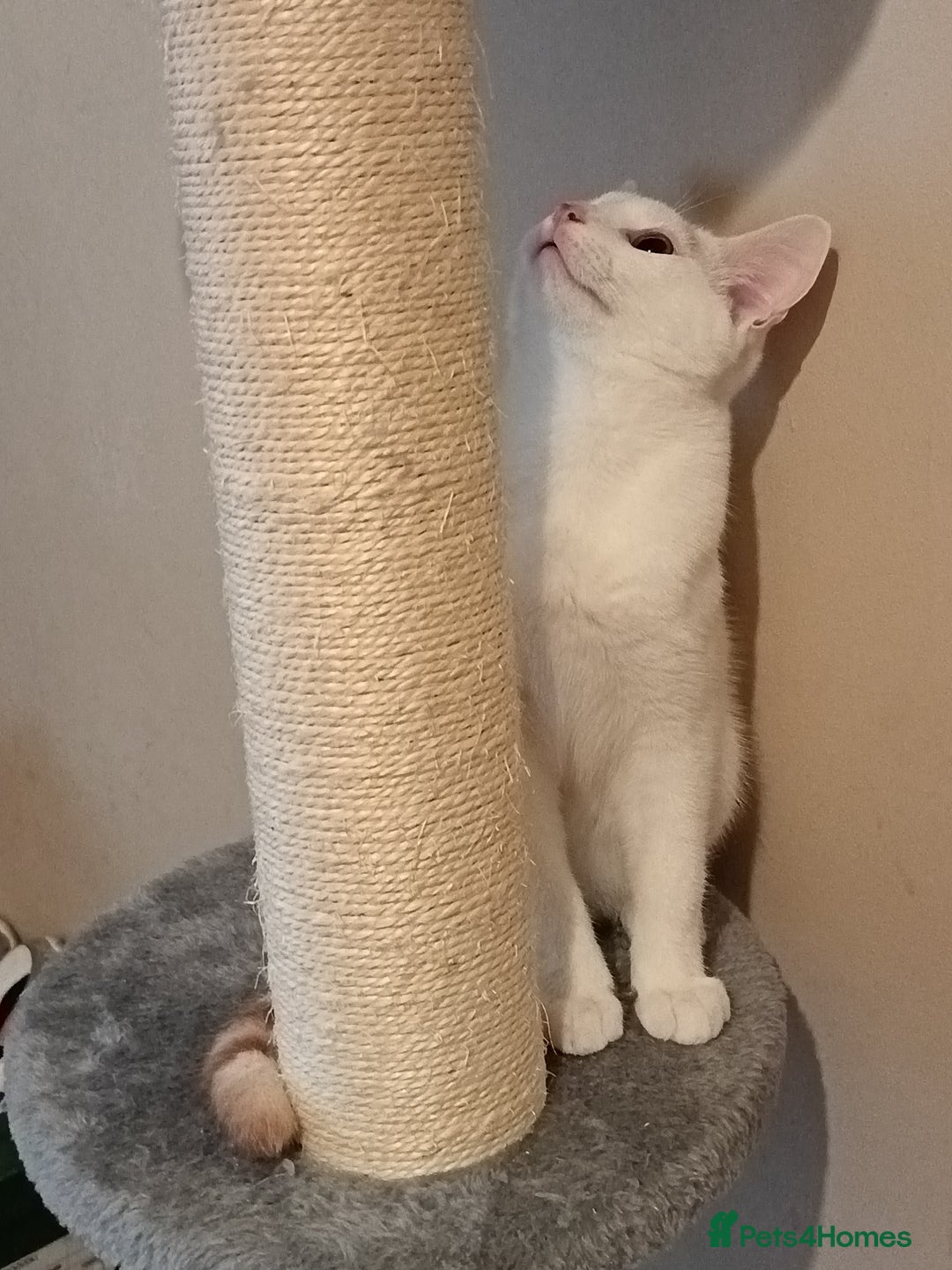 Turkish Van cats for sale: Turkish van male kitten  - Advert 4