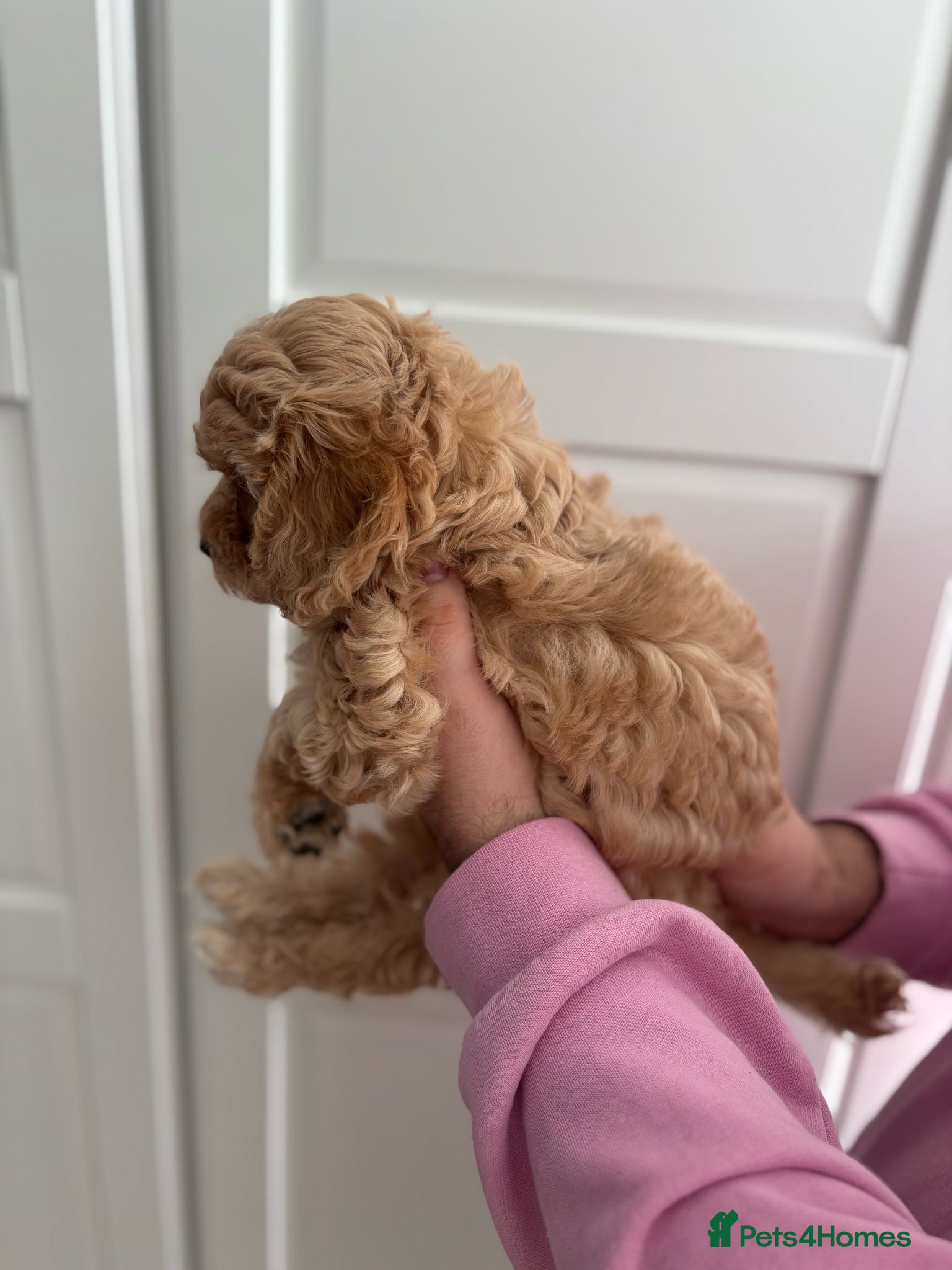 Cavapoochon dogs for sale: Stunning F1 Cavapoochon Puppies Healthy and Ready  in London - Advert 6