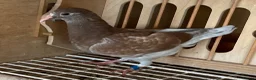 Pigeons birds for sale: 6 2026 young birds - Advert 2