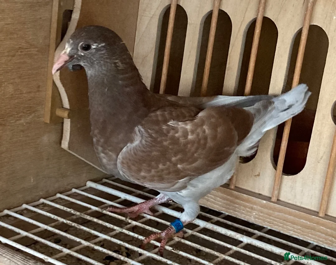 Pigeons birds for sale: 6 2026 young birds - Advert 2