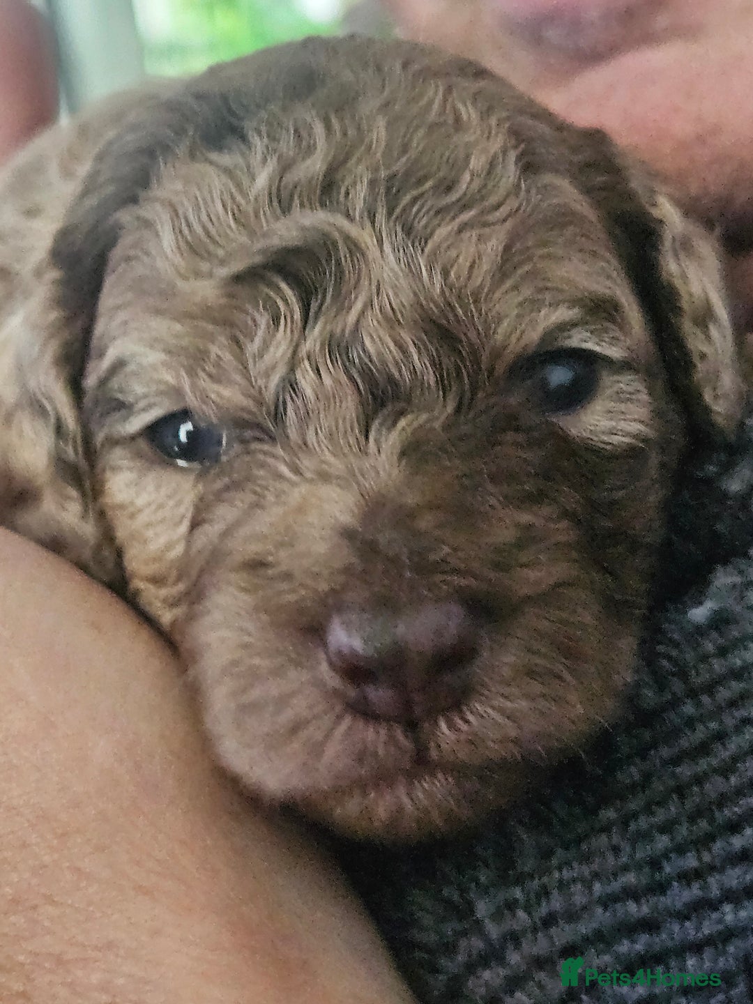 Cockapoo dogs for sale: Lyn Marie Pressley  - Image 5