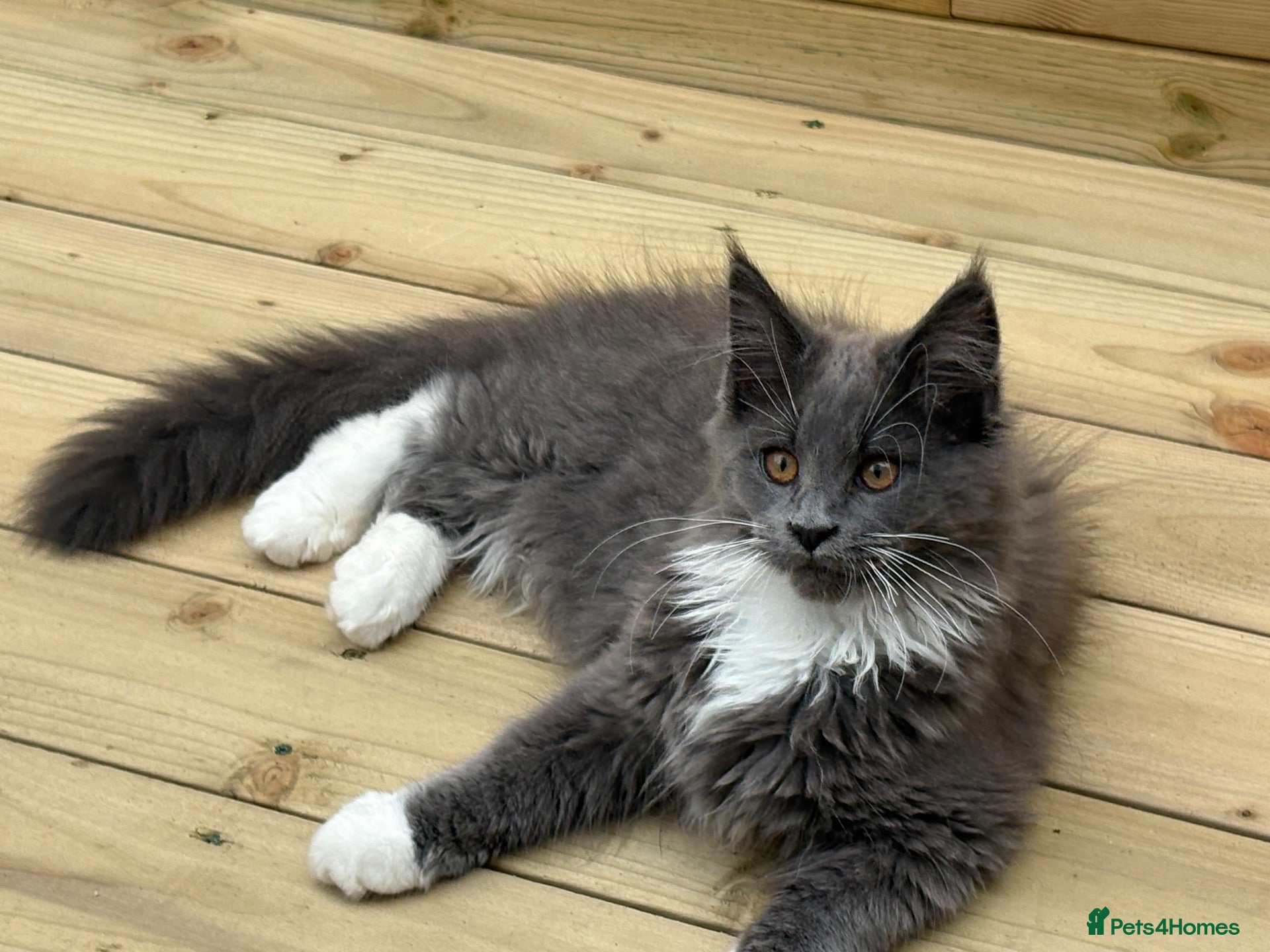 Maine Coon cats Beautiful full breed Male Maine coon blue  - Advert 1