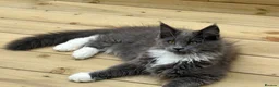 Maine Coon cats for sale: Beautiful full breed Male Maine coon blue  - Advert 1
