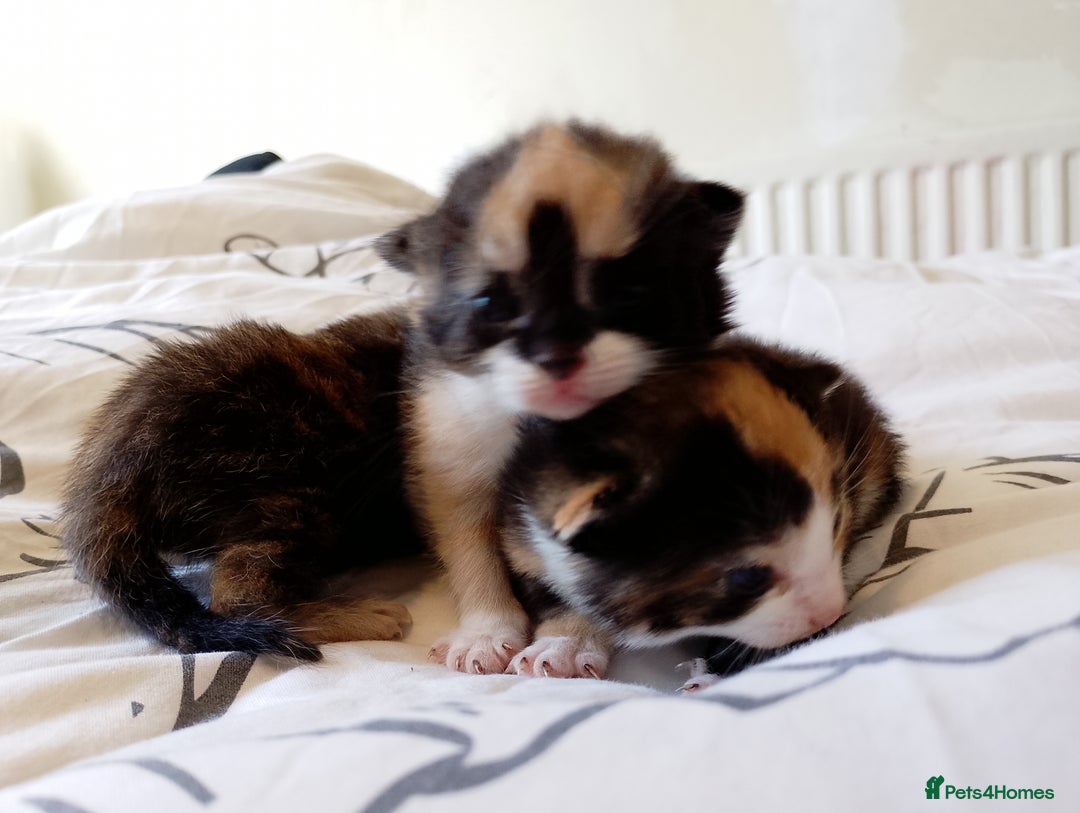Mixed Breed cats for sale: 3 beautiful kittens  - Image 2