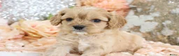 Cavapoo dogs for sale: *HEALTH TESTED*  F1 Cavapoos - Advert 10