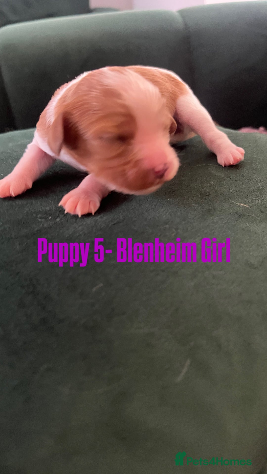 Cavalier King Charles Spaniel dogs for sale: Beautiful KC Registered Cavalier King Charles Pups - Advert 18