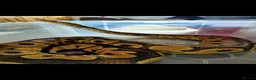 Python Snake reptiles for sale: Royal Python  - Advert 2