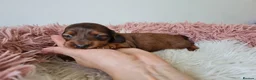 Miniature Dachshund dogs for sale: 4 dapple 2 shaded red Lh puppies,Pra clear - Advert 40