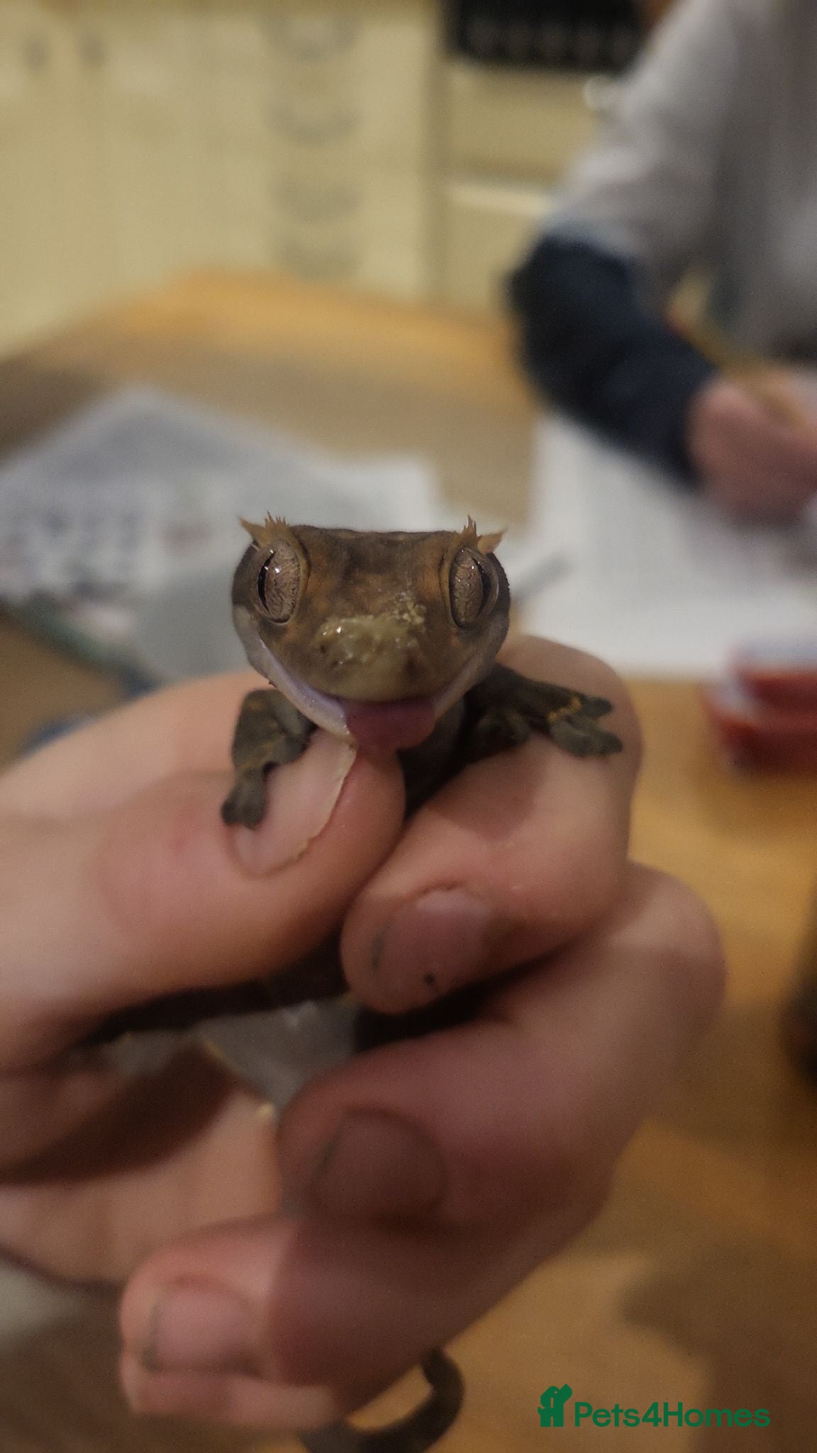 Gecko reptiles Friendly cresty and bioactive set up - Advert 1