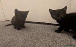 Domestic Shorthair cats for sale: Two black female kittens ready to leave - Image 4