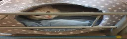 Siamese cats for sale: Flame point ragdoll boy - Advert 6