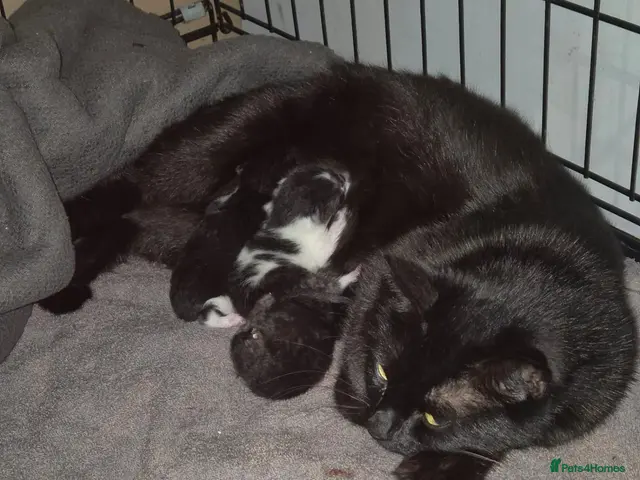 Mixed Breed cats for sale: Mixed breed kittens - Advert 3