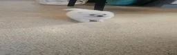 Pomeranian dogs for sale: Pomeranian pups in London - Advert 5