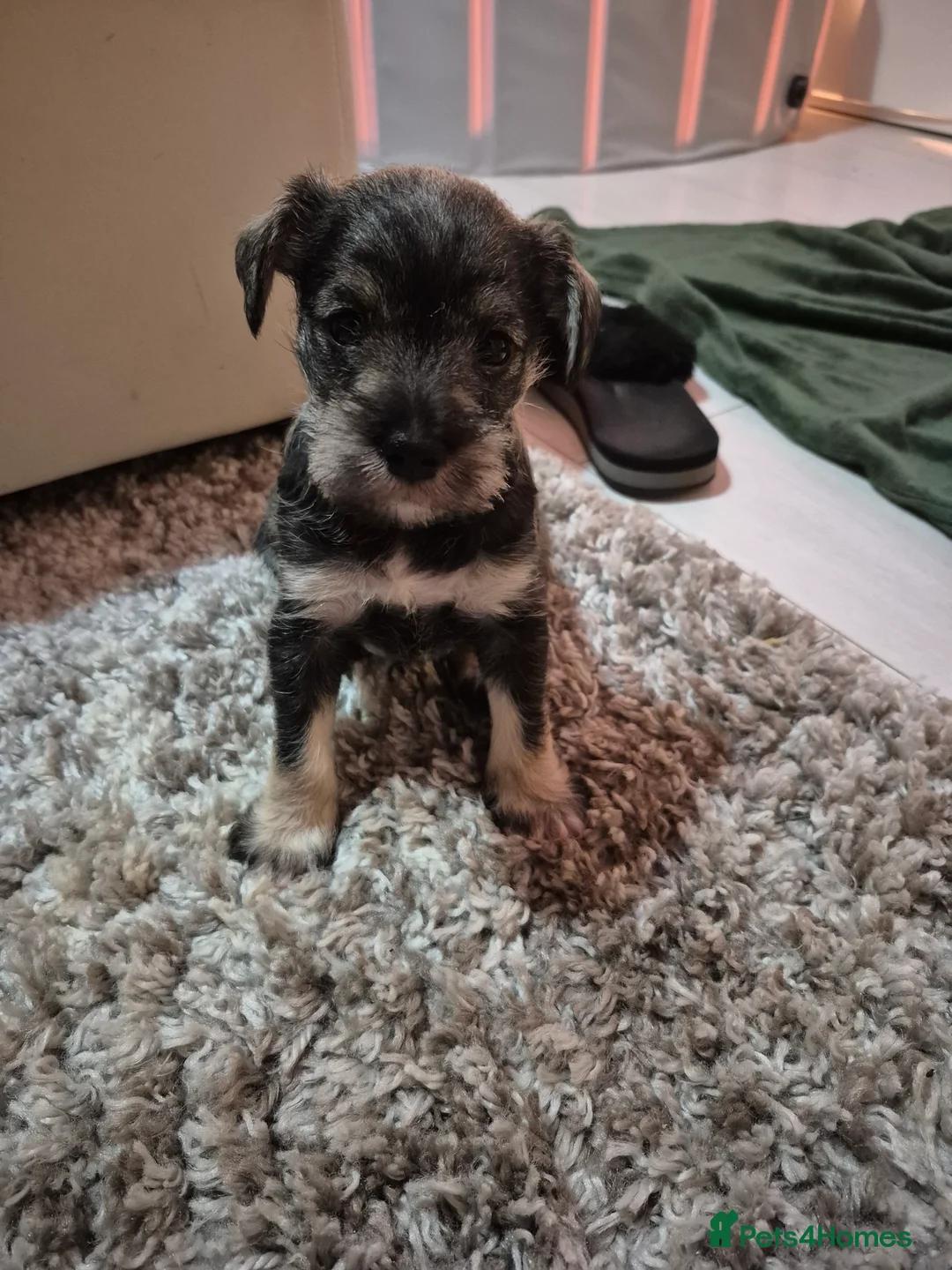 Miniature Schnauzer dogs for sale: Adorable Miniature Shnauzer ,SOLD - Advert 10