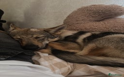 Saarloos Wolfdog dogs for sale: Noodle - Image 3