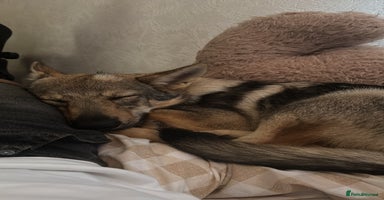 Saarloos Wolfdog dogs - Advert 12