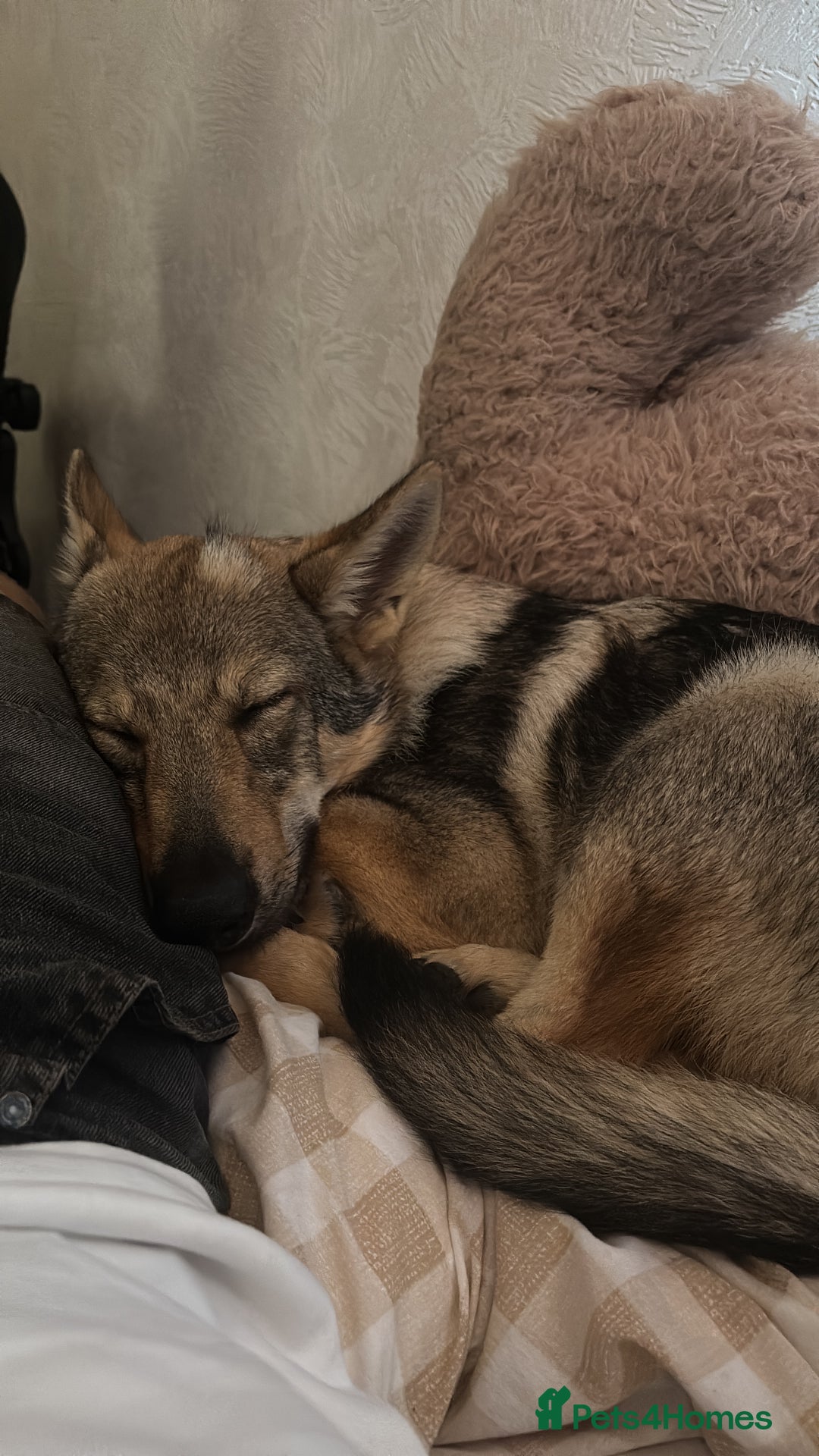 Saarloos Wolfdog dogs for sale: Noodle - Image 3