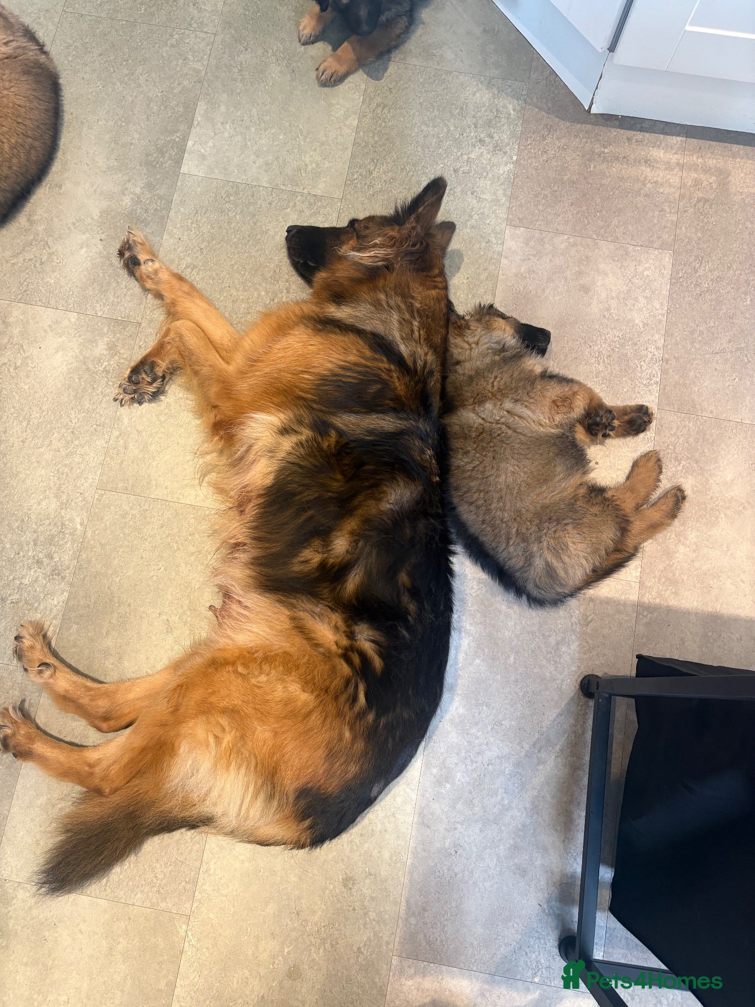 German Shepherd dogs Gorgeous Boy Puppies Looking for Forever Homes - Advert 13