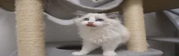 Ragdoll cats for sale: Champion Chunky Ragdoll Kittens-Famous R Bloodline - Advert 9