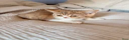 Selkirk Rex cats for sale: Selkirk Rex (shorthaired) girls and boy - Advert 18