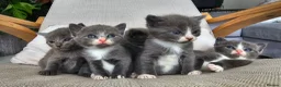 Russian Blue cats for sale: Grey kittens Russian Blue crossed  - Advert 9