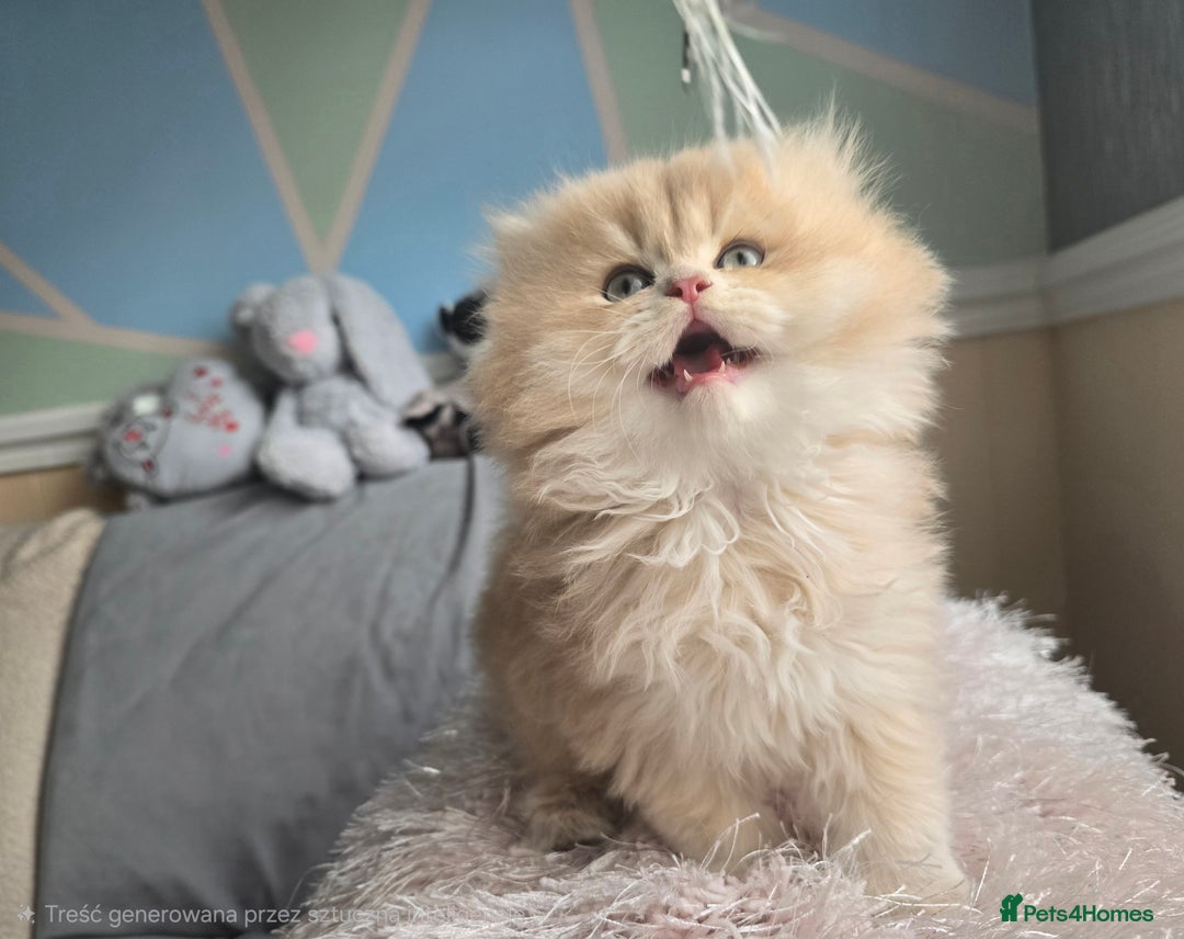 British Shorthair cats for sale: Pedigree golden British shorthair and longhair  - Advert 6