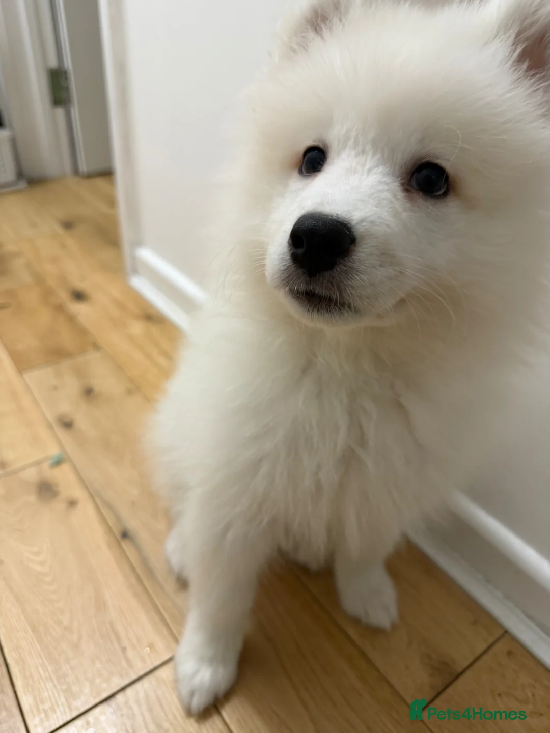 Samoyed dogs for sale: Boy and girl Samoyed puppies 12 weeks.ready to go - Advert 1