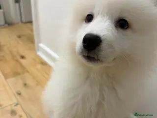 Samoyed dogs Boy and girl Samoyed puppies 12 weeks.ready to go - Advert 1