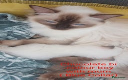 Ragdoll cats for sale: GCCF Chocolate Point with White Bi-color kittensur - Image 1