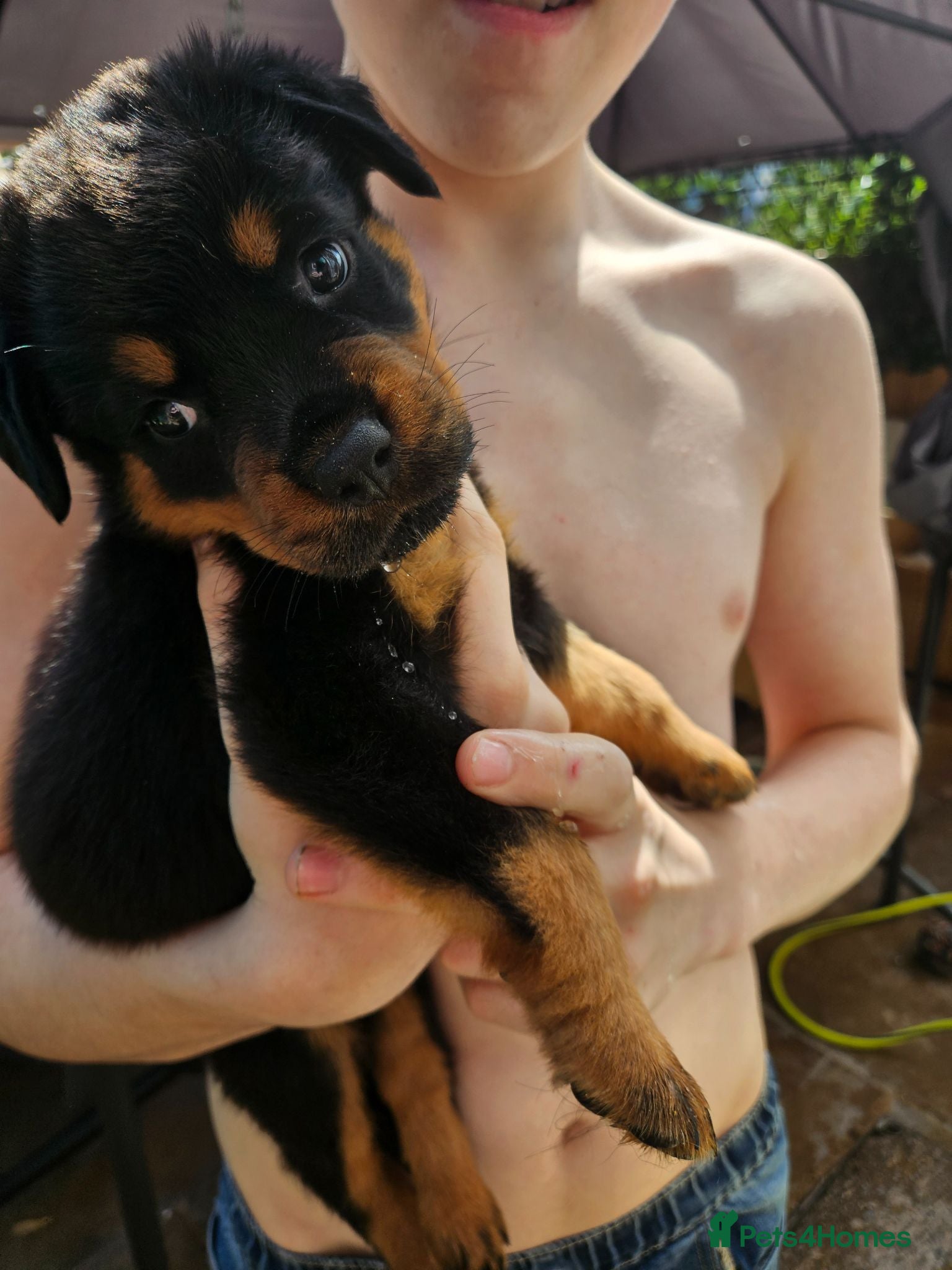 Rottweiler dogs Last male rottweiler pup need forever homes - Advert 2