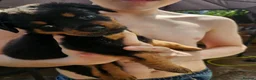 Rottweiler dogs for sale: Last male rottweiler pup need forever homes - Advert 3