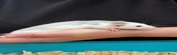 Rat rodents for sale: Beautiful friendly Dumbo rats  - Advert 9