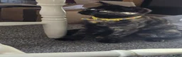 Mixed Breed cats for sale: 4-5month female kitten in Bexleyheath - Advert 5