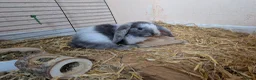 English Lop rabbits for sale: 5 lops ready to go  - Advert 1
