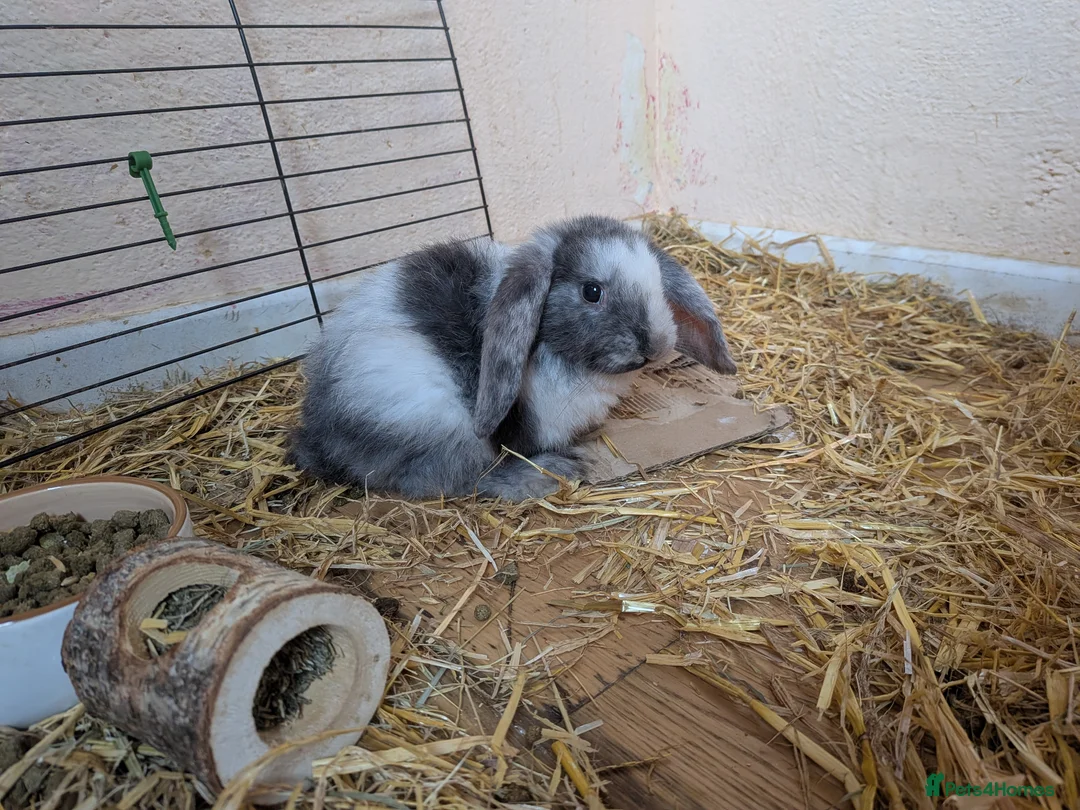 English Lop rabbits for sale: 5 lops ready to go  - Advert 1