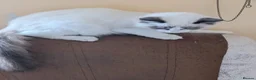 Ragdoll cats for sale: Male Ragdoll  - Advert 4