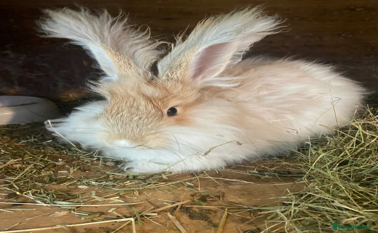 Mini Lop rabbits in Abergavenny - Advert 8