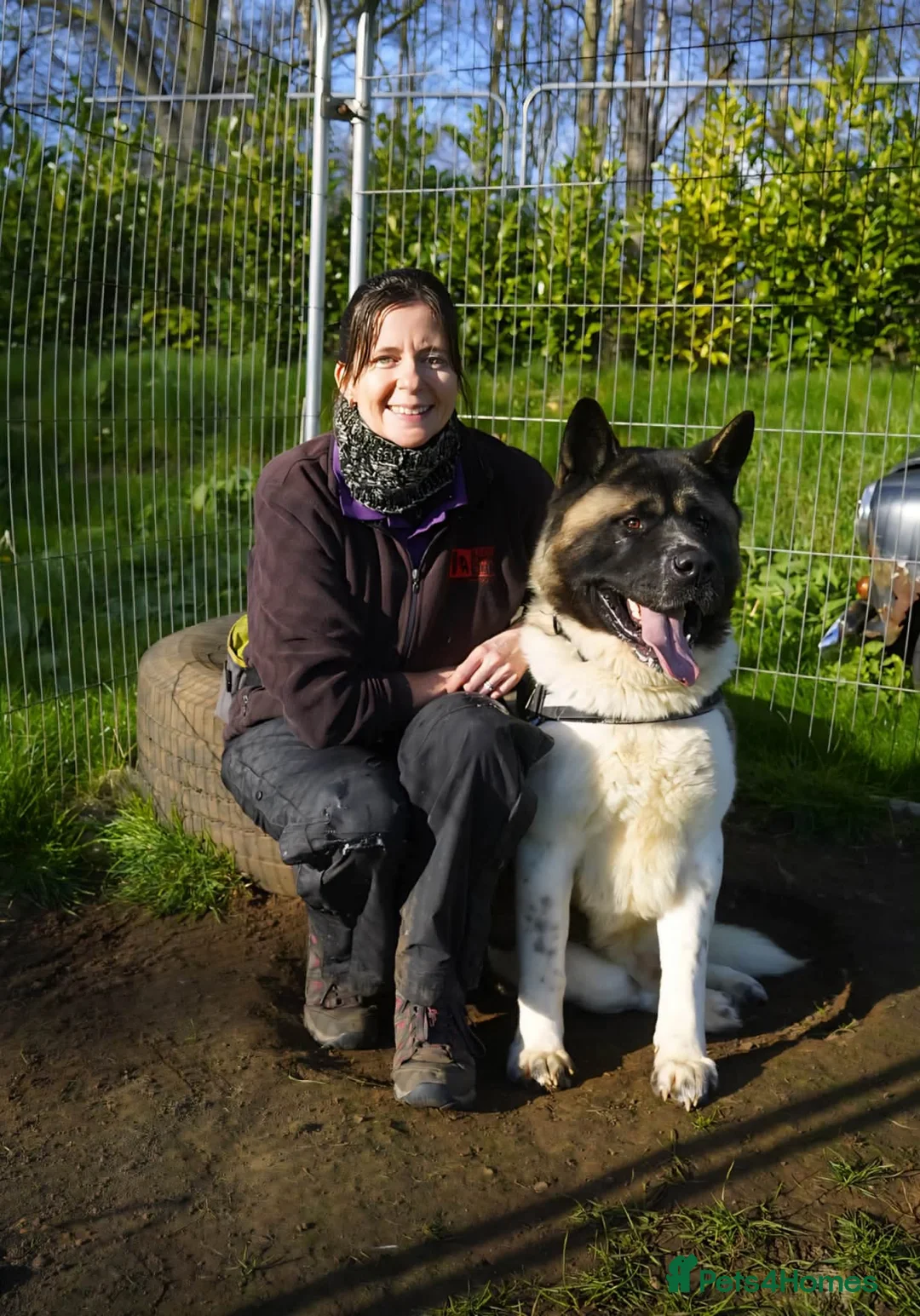 Akita dogs for adoption: Tyson - Advert 1